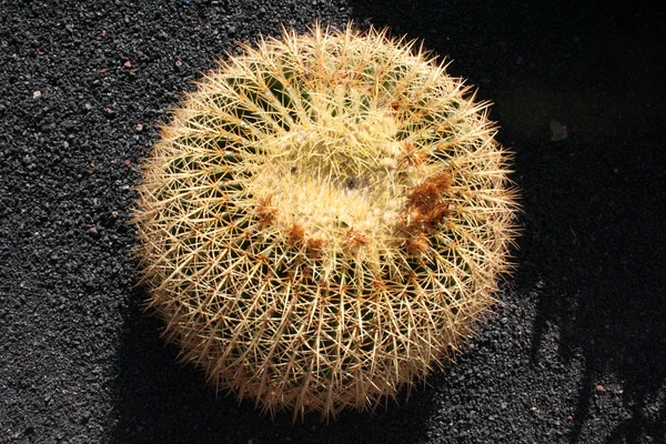 Cactus sur fond de sol sableux noir — Photo