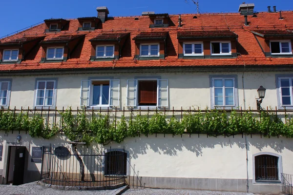 House of the oldest vine, Maribor, Slovenia — Stock Photo, Image