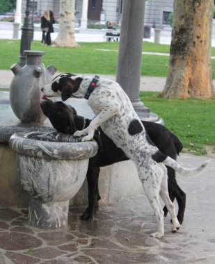 Thirsty dogs and fountain clipart