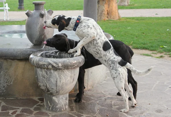 Hunde trinken - Hundstage Stockbild