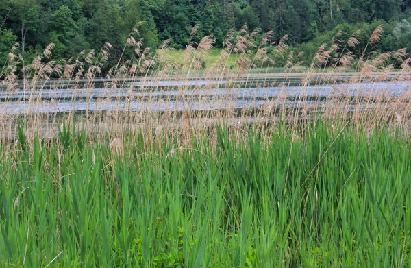 stock image High grass meadow landscape