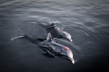 Two Dolphins at dawn clipart