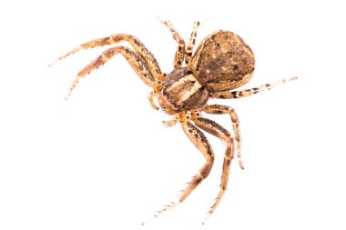 Brown Spider from top clipart