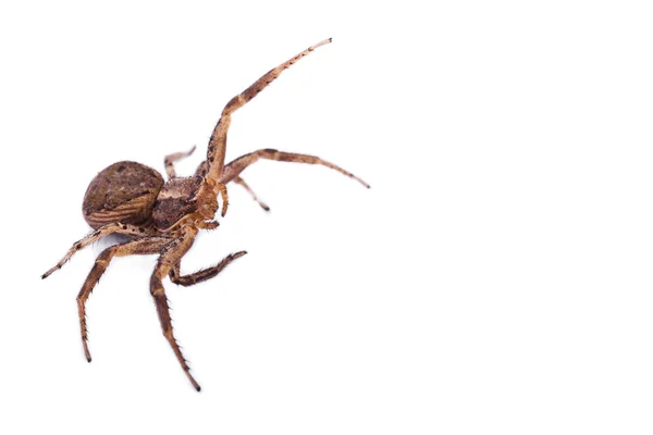 Brown Spider — Stock Photo, Image