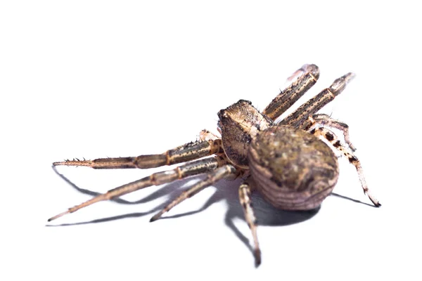 Brun spindel från baksidan — Stockfoto
