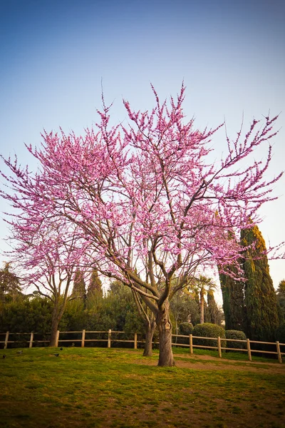 Kersenboom — Stockfoto