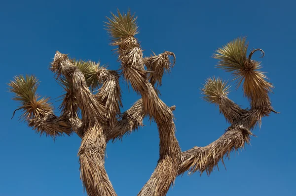 Stock image Yucca