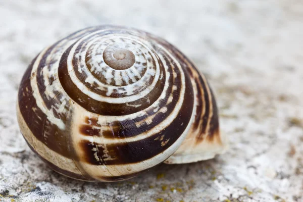 Snail Shell — Stock Photo, Image