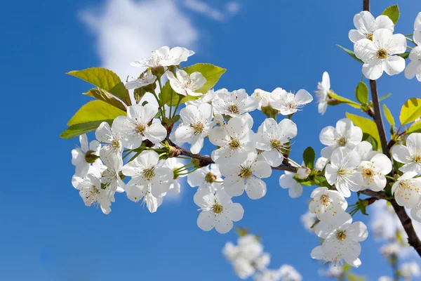 stock image Cherry Blossoms