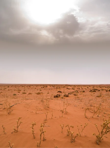 Sahara Desert — Stock Photo, Image