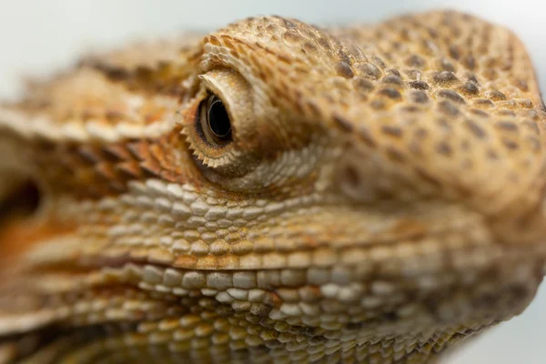 stock image Lizard's eye