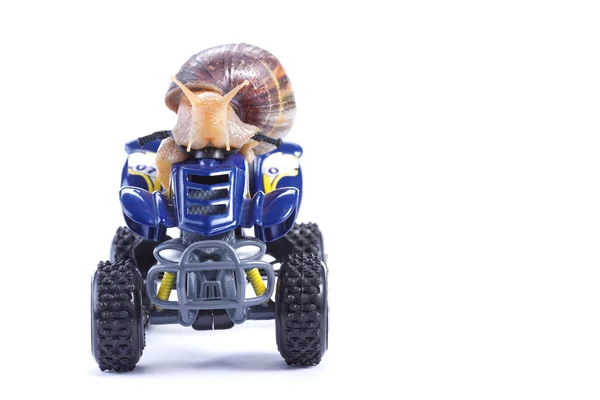 Snail riding a quad — Stock Photo, Image