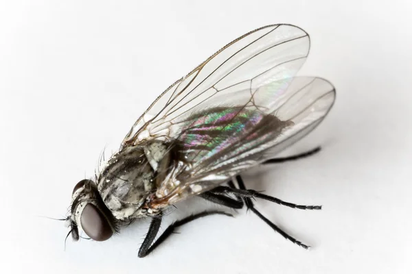 Макро мёртвой мухи — стоковое фото