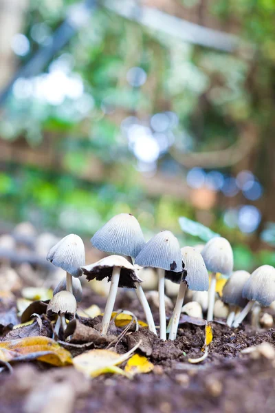 Growing Mushrooms — Stock Photo, Image