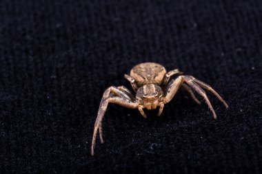 siyah kadife üzerinde Spider