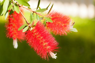 Bottlebrush Flowers clipart