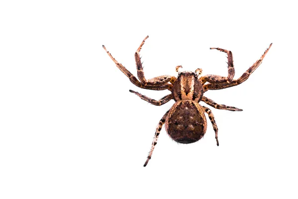 Widok z góry brązowy pająk — Zdjęcie stockowe