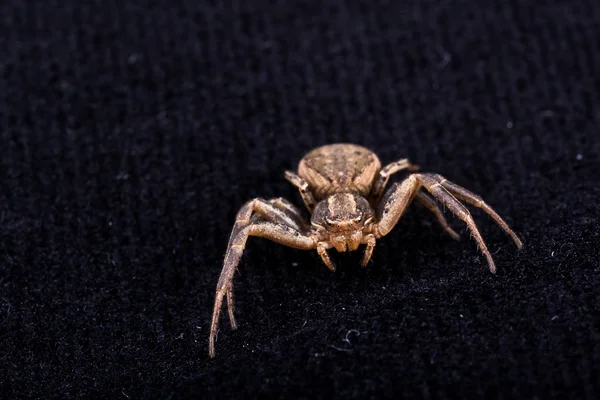 Spider on Black velvet — Stock Photo, Image