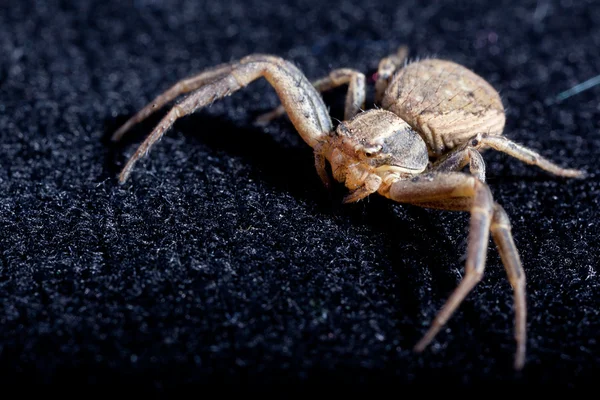 Spider on Black velvet 2 — Stock Photo, Image