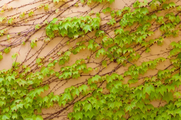Ivy på muren — Stockfoto