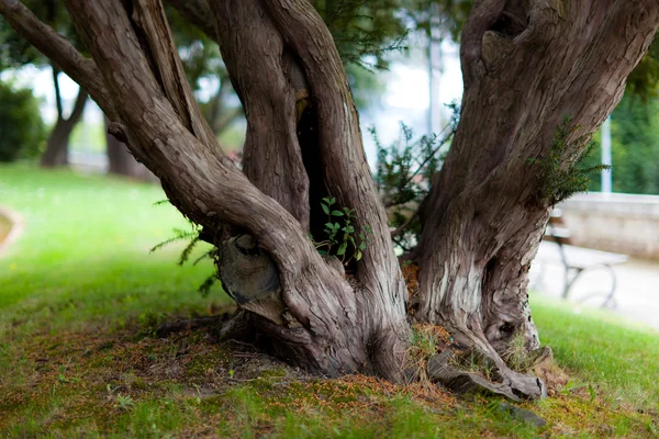 Starego pnia drzewa — Zdjęcie stockowe