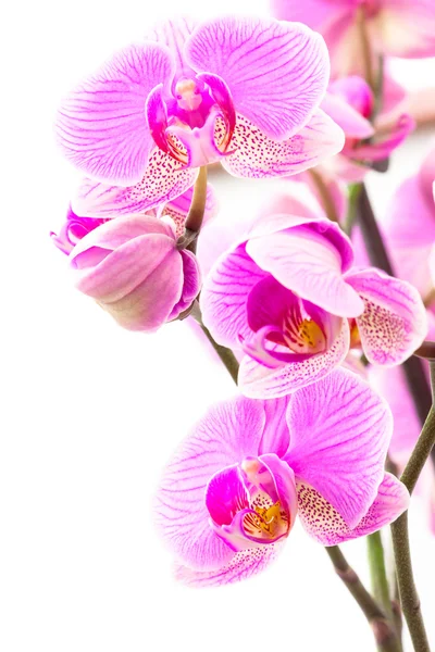 Some Orchids 2 — Stock Photo, Image