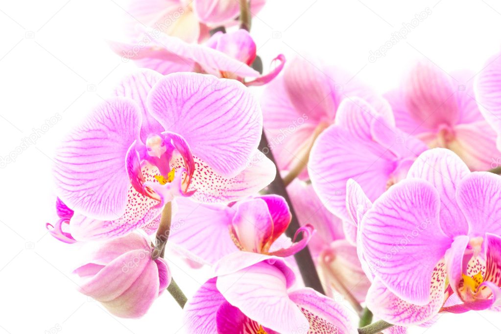 Some Orchids