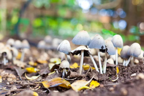 Growing Mushrooms 2 — Stock Photo, Image