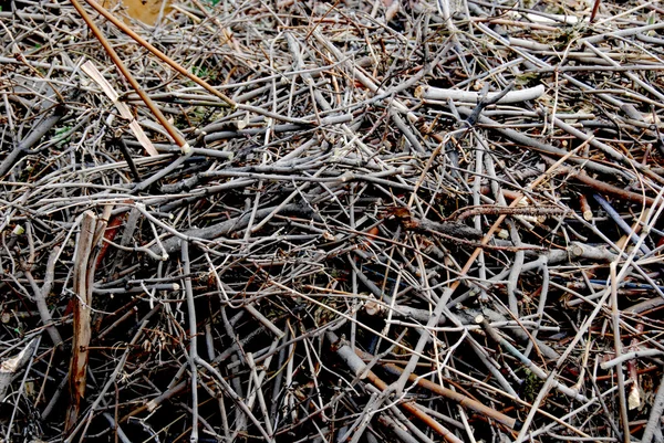 stock image Brushwood