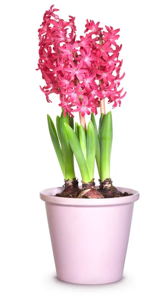 stock image Pink hyacinths in flower pots, isolated on white background