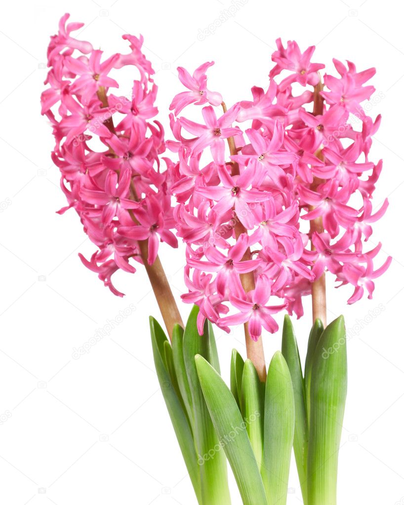 Bouquet pink hyacinths isolated on white background