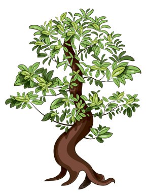 Ficus bonsai