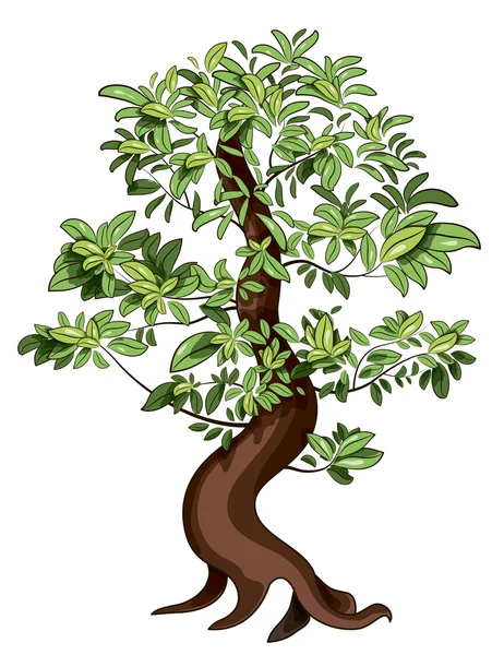 Ficus Bonsai — Stock Vector