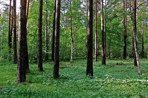 Bosque —  Fotos de Stock