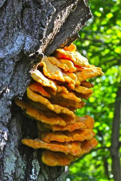 stock image Mushrooms