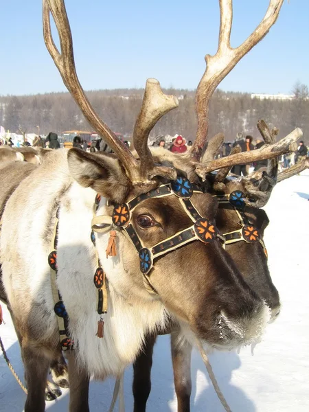 stock image Reindeer