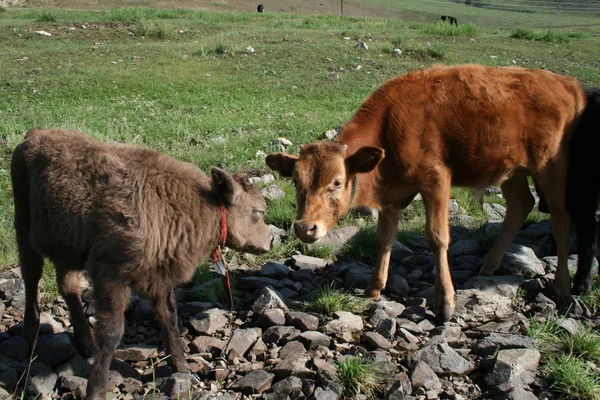 Two calves look at each other — Stock Photo, Image