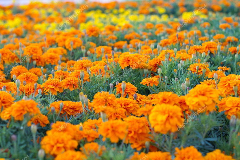 Ein Blumenbeet mit orange und gelbe Blumen — Stockfoto © alendelong