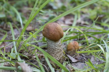 büyük ve küçük turuncu kap boletus mantar çim