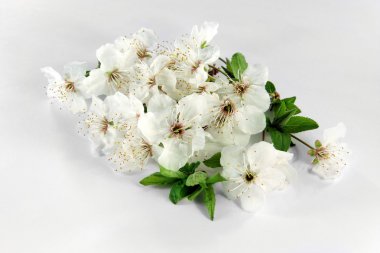 Plum-tree flowers