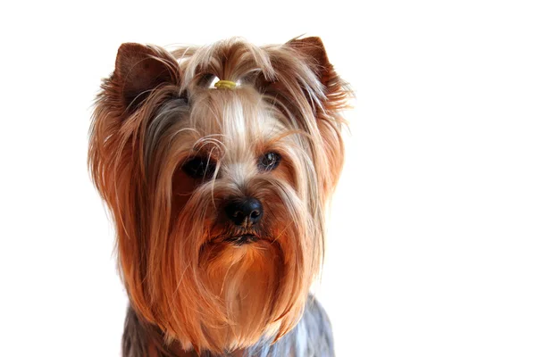 约克夏犬肖像 免版税图库图片