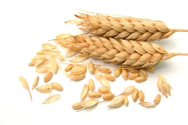 Spikelets and Grains of Wheat on a White Background Stock Photo
