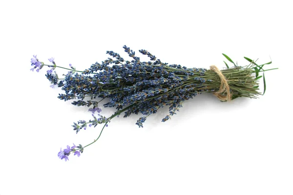 A bunch of lavender flowers on a white background Stock Picture