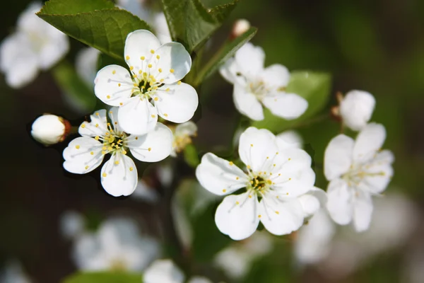 stock image Blooming Apple trees