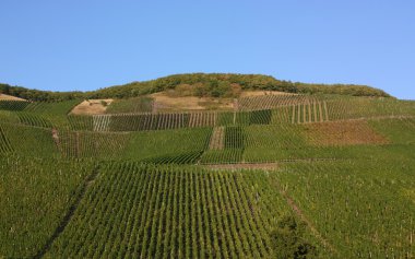 üzüm bağları boyunca nehir moselle, Almanya