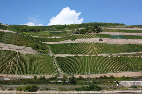 stock image Rhine Valley, Germane