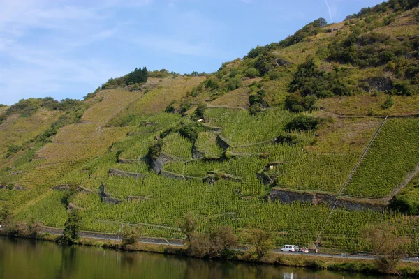 Moselle-joen varrella sijaitsevat viinitarhat, Saksa — kuvapankkivalokuva