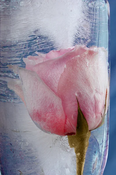 Rose im Eis — Stockfoto