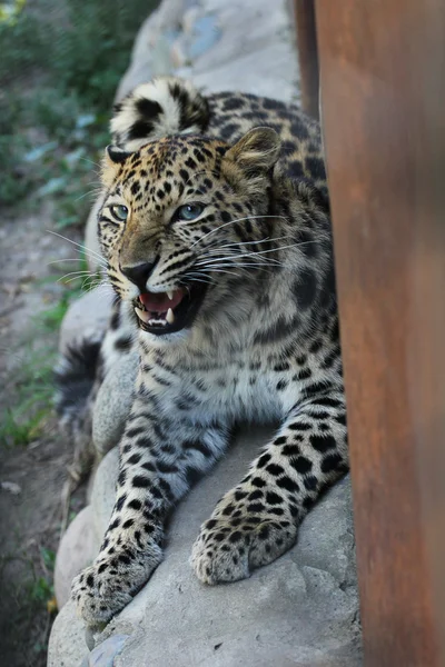 Hayvanat Bahçesi kızgın leopar