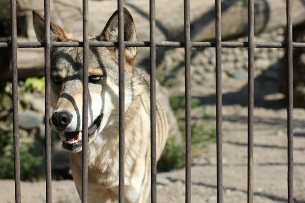 Straßenhund — Stockfoto